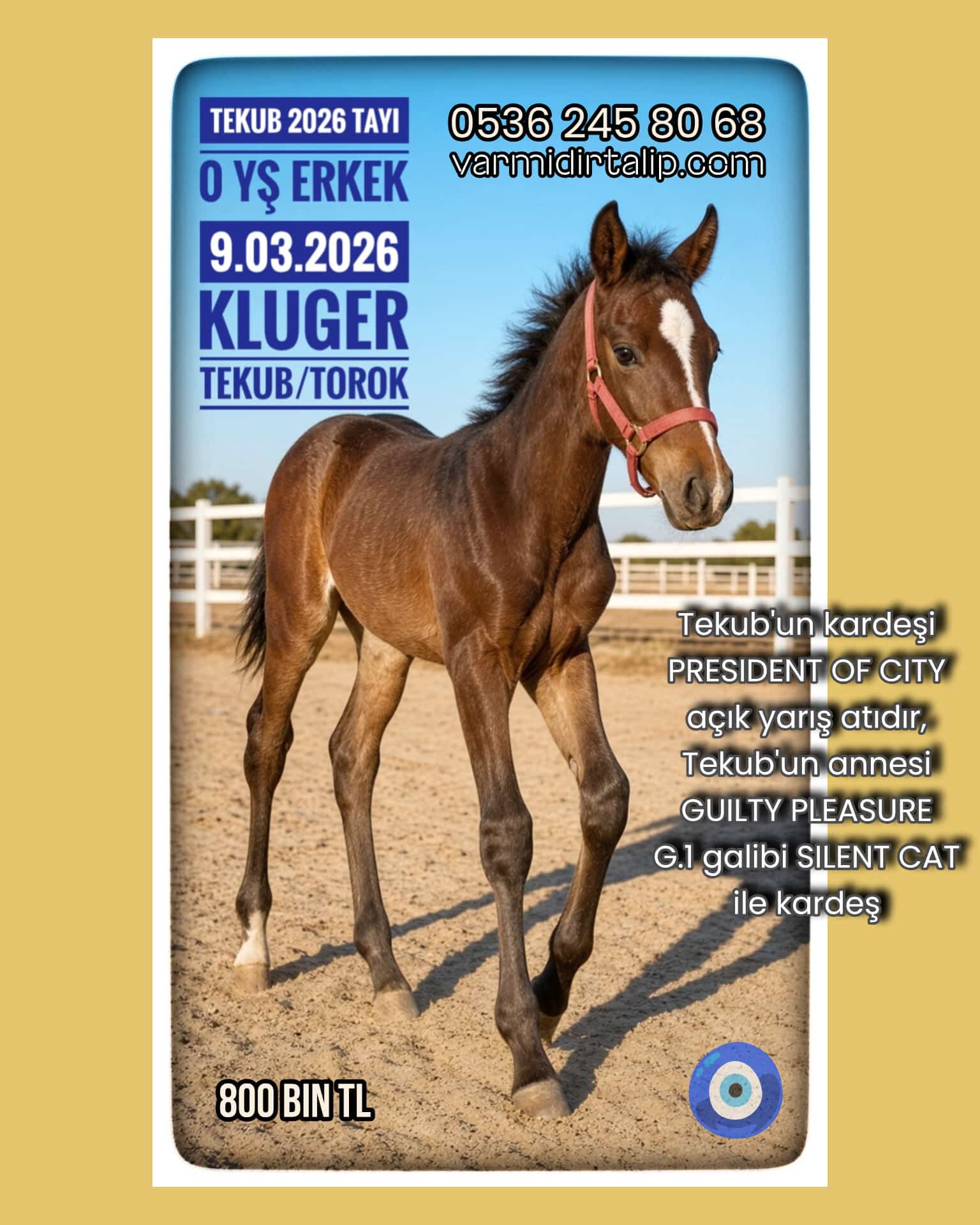 KLUGER-TEKUB 2026 ERKEK Tayı