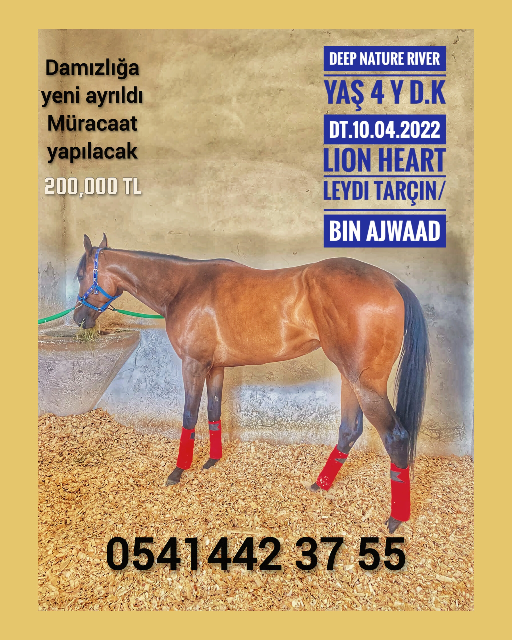 4 yaşında LION HEART KIZI DAMIZLIK DEEP NATURE RIVER