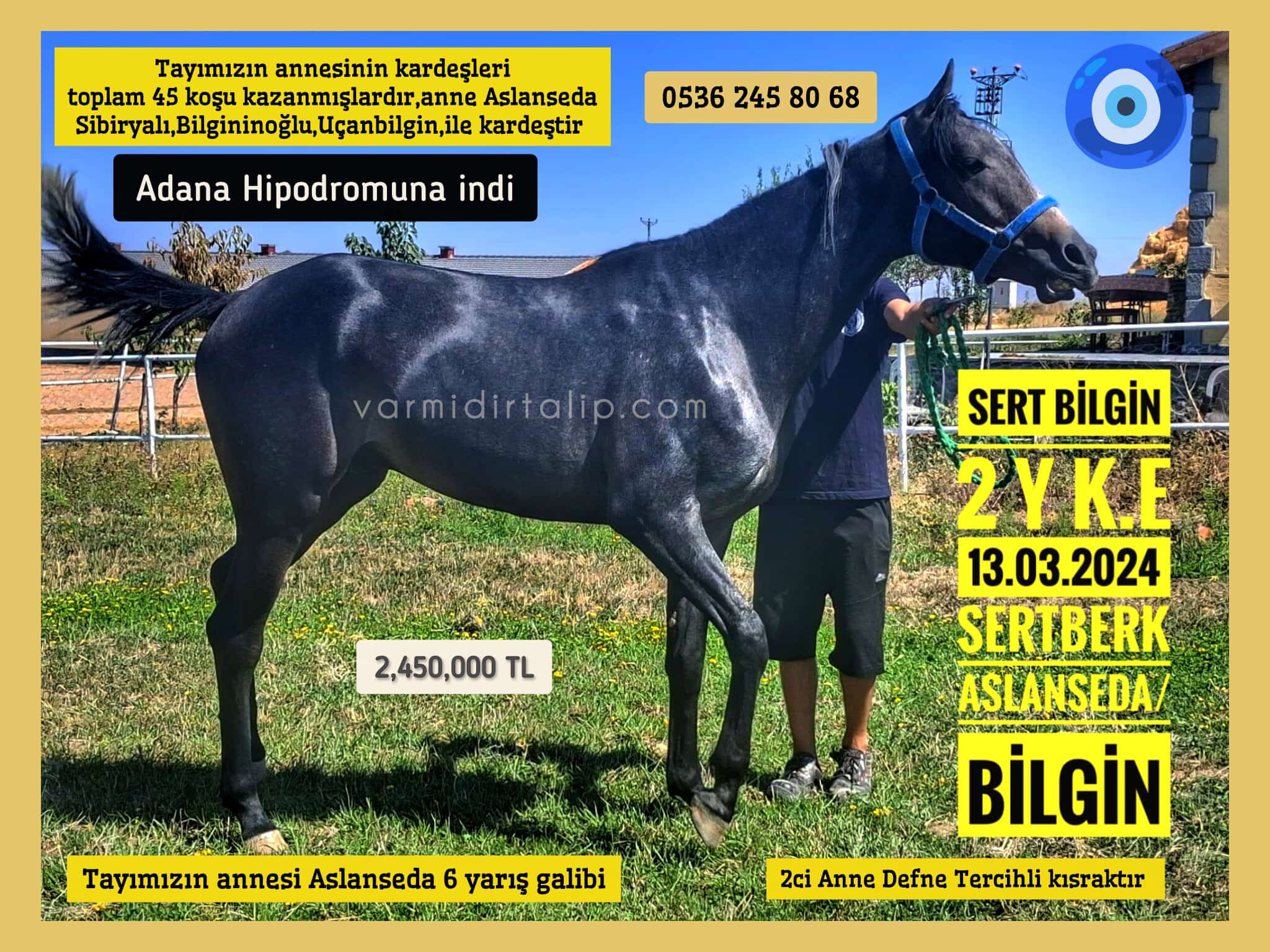 ADANA HİPODROMUNA İNİŞ YAPTI ŞAMPİYON ADAYI SERTBERK 2 YAŞLI  ERKEK TAY SERT BİLGİN