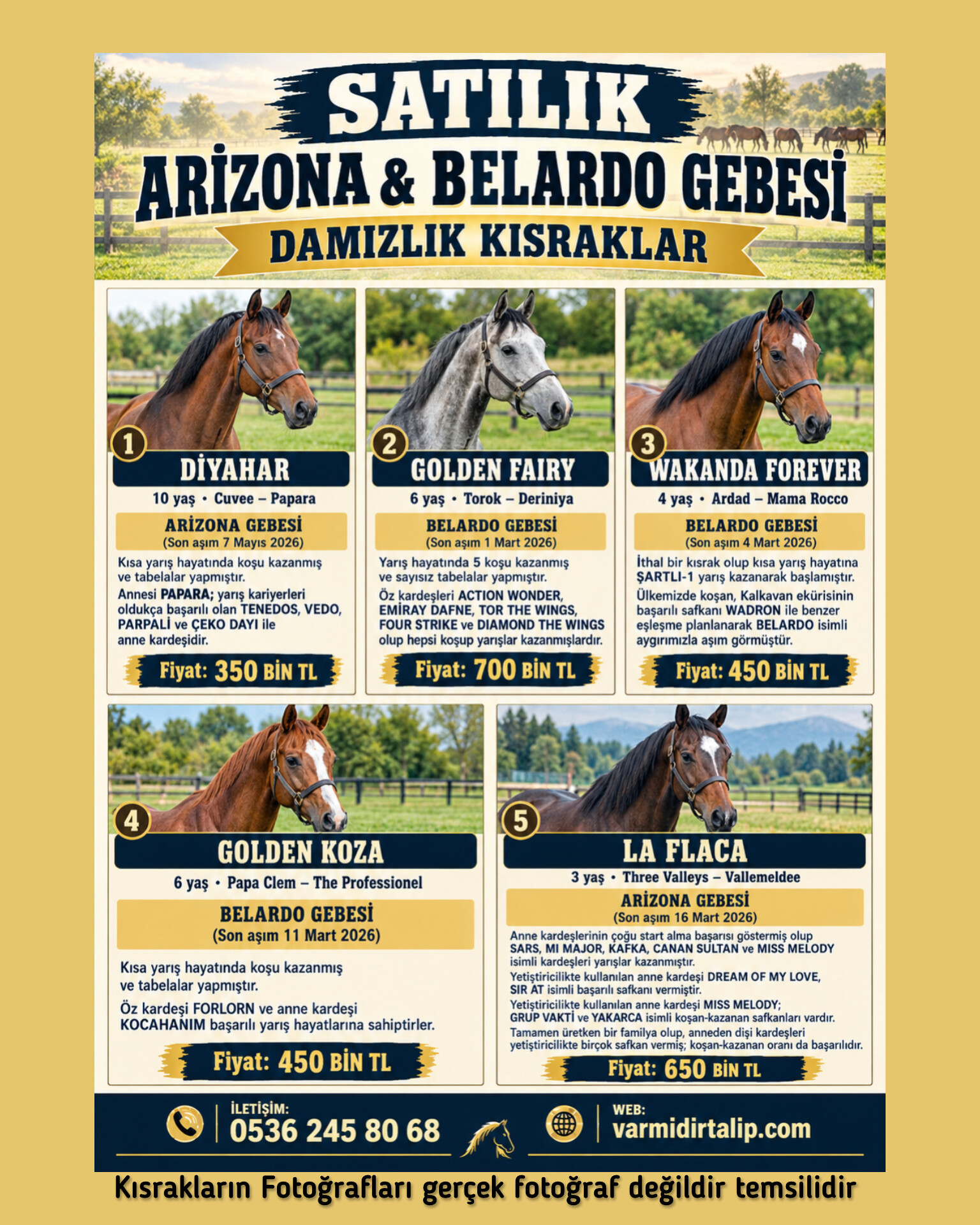 ARIZONA VE BELARDO GEBESİ DAMIZLIKLAR