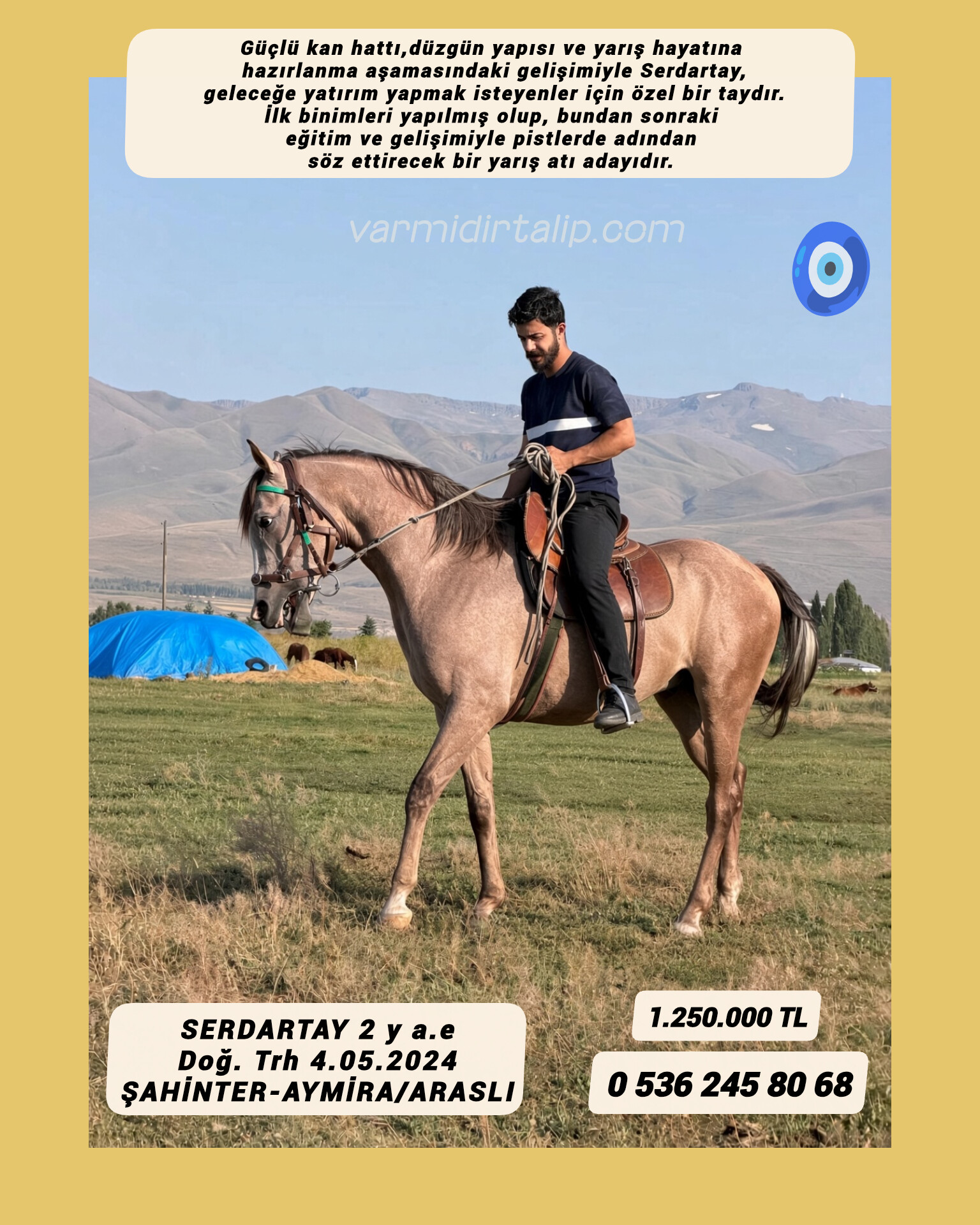 2 BUÇUKLU ŞAHİNTER-AYMİRA 2024 ERKEK TAYI SERDARTAY