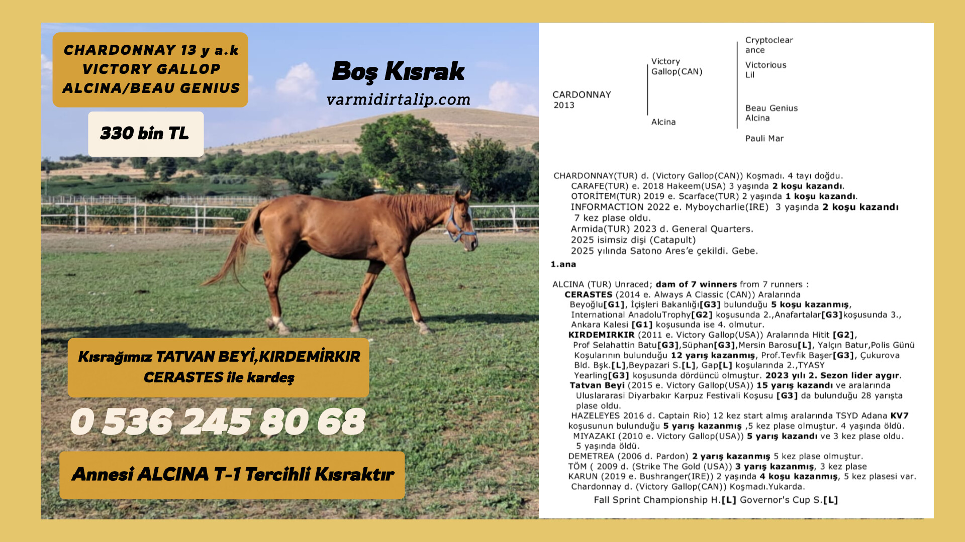 T-1 TERCİHLİ KISRAK KIZI BOŞ DAMIZLIK KISRAK CHARDONNAY 