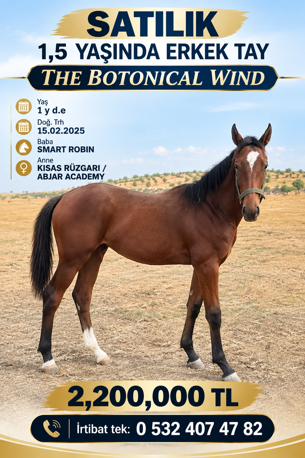 1,5 YAŞINDA SMART ROBIN ERKEK TAYI, THE BOTONICAL WIND