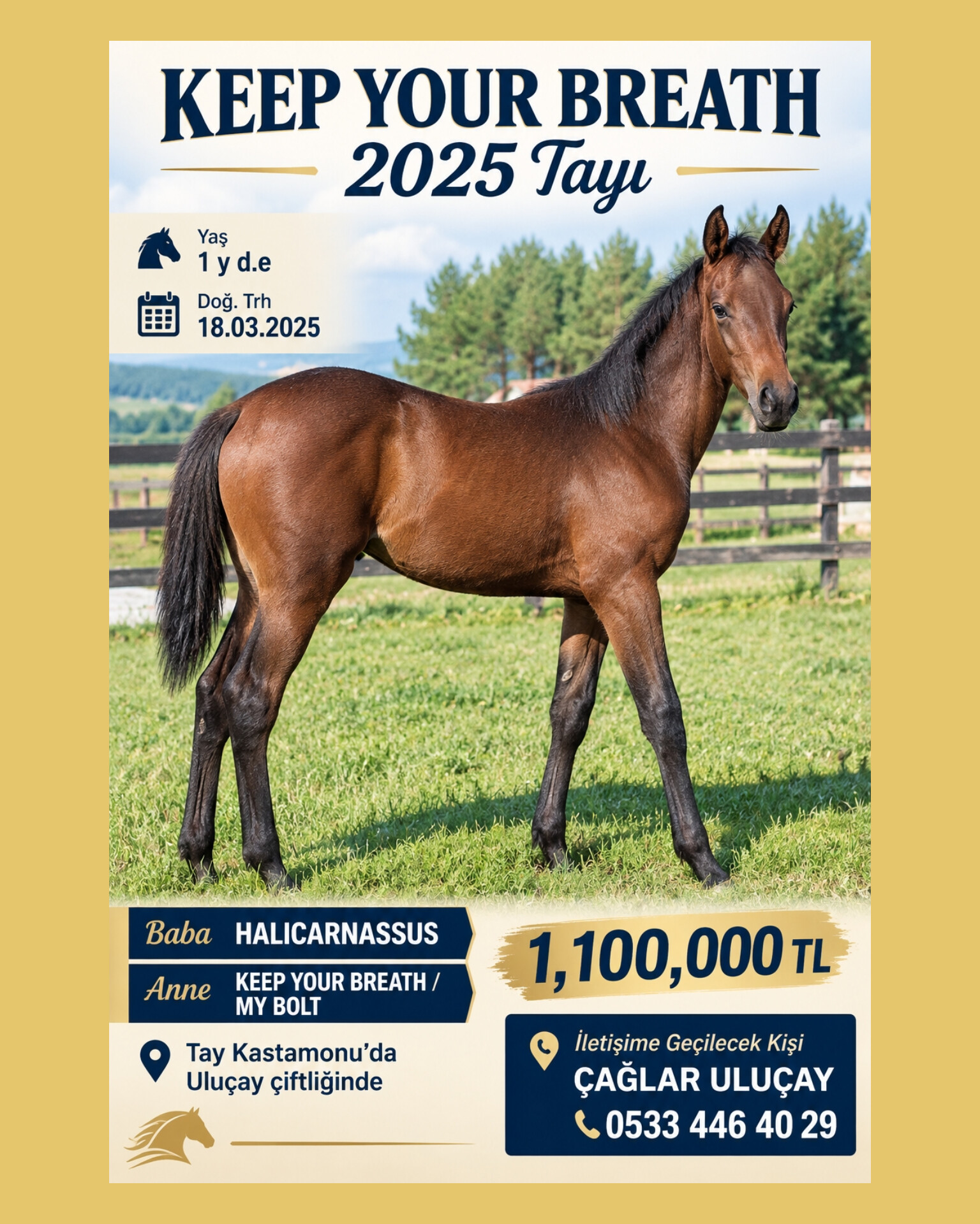 SATILIK HALICARNASSUS-KEEP YOUR BREATH 2025 ERKEK TAYI