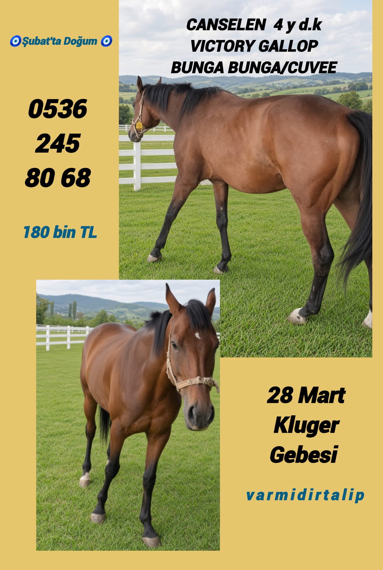 KLUGER GEBESİ (VICTORY GALLOP KIZI DAMIZLIK) CANSELEN