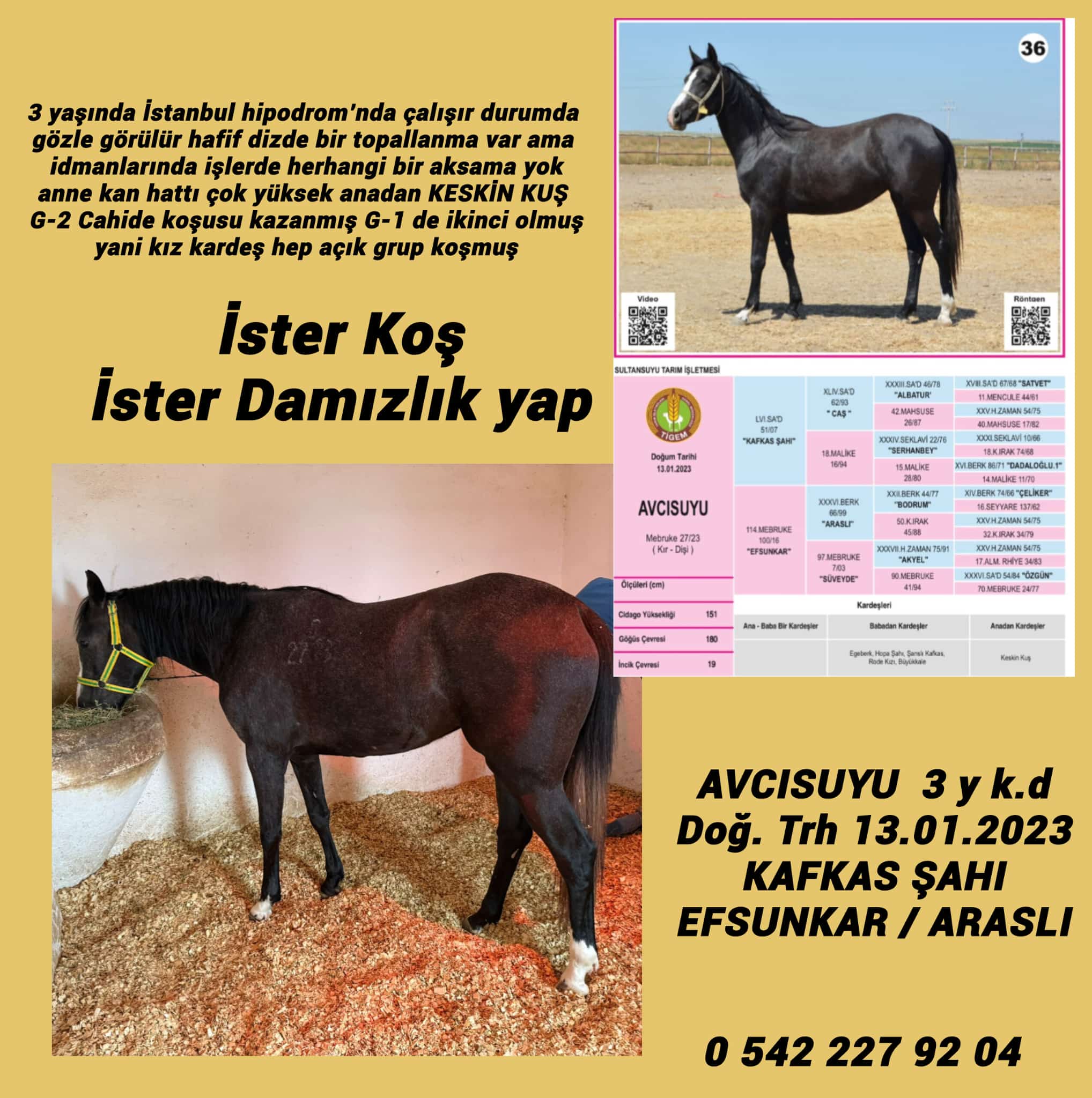 İster koş ister damızlık yap İstanbul'da idmanda AVCISUYU