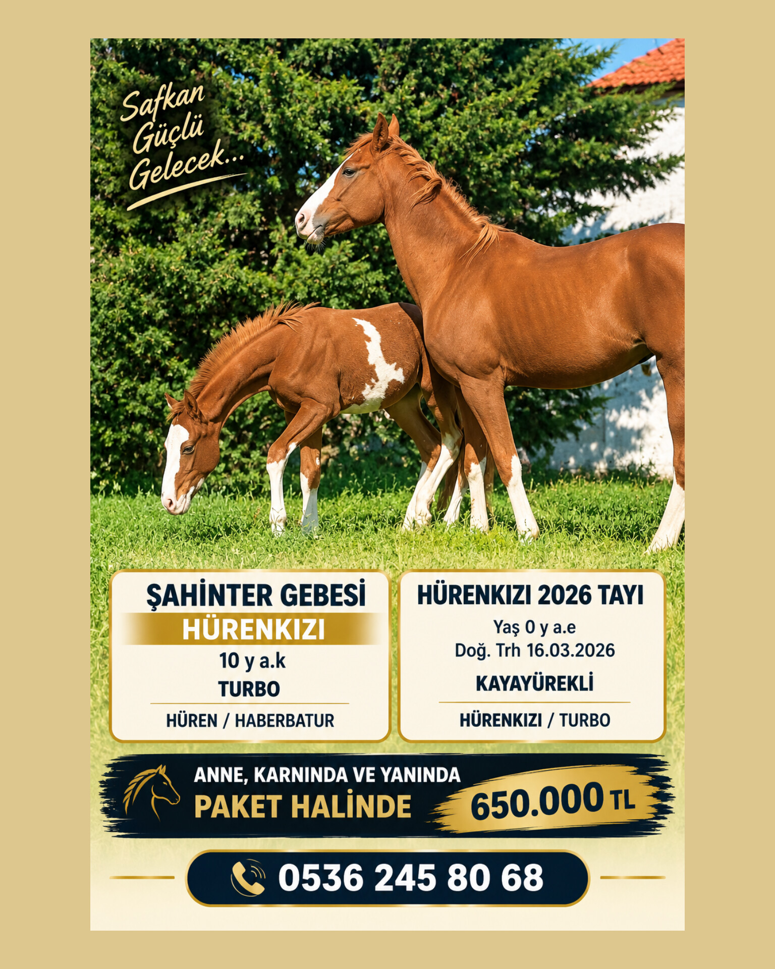 SATILIK TURBO KIZI DAMIZLIK ŞAHİNTER GEBESİ HÜRENKIZI, YANINDA KAYAYÜREKLİ ERKEK TAYI İLE