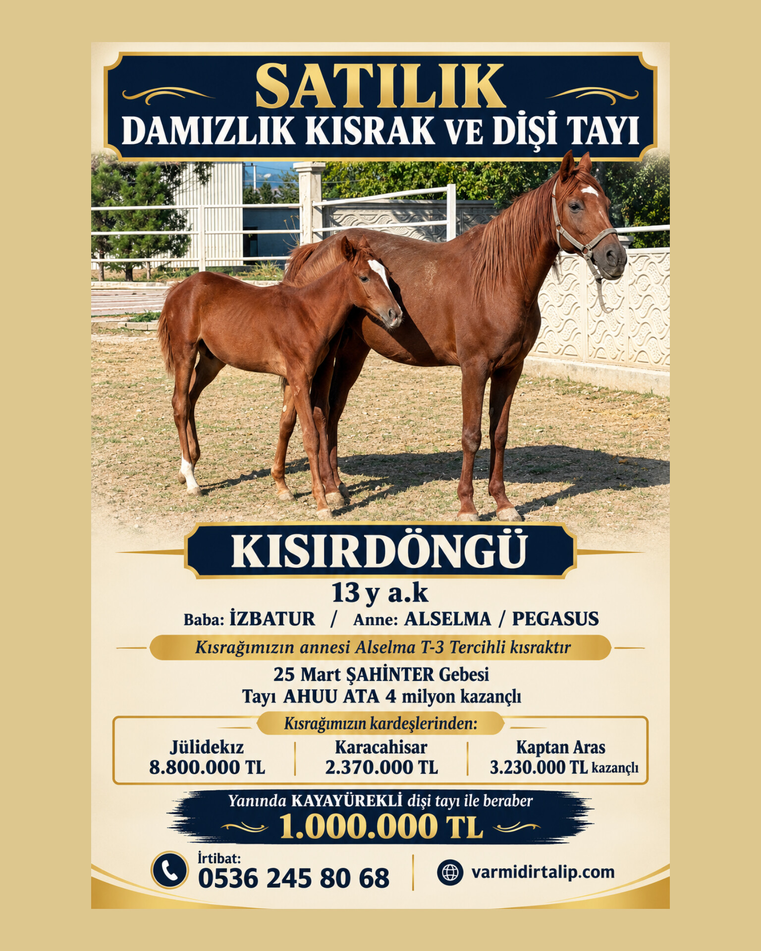 ŞAHİNTER GEBESİ,ANNESİ TERCİHLİ KISRAK KISIRDÖNGÜ (YANINDA KAYAYÜREKLİ TAYI İLE SATILIK)