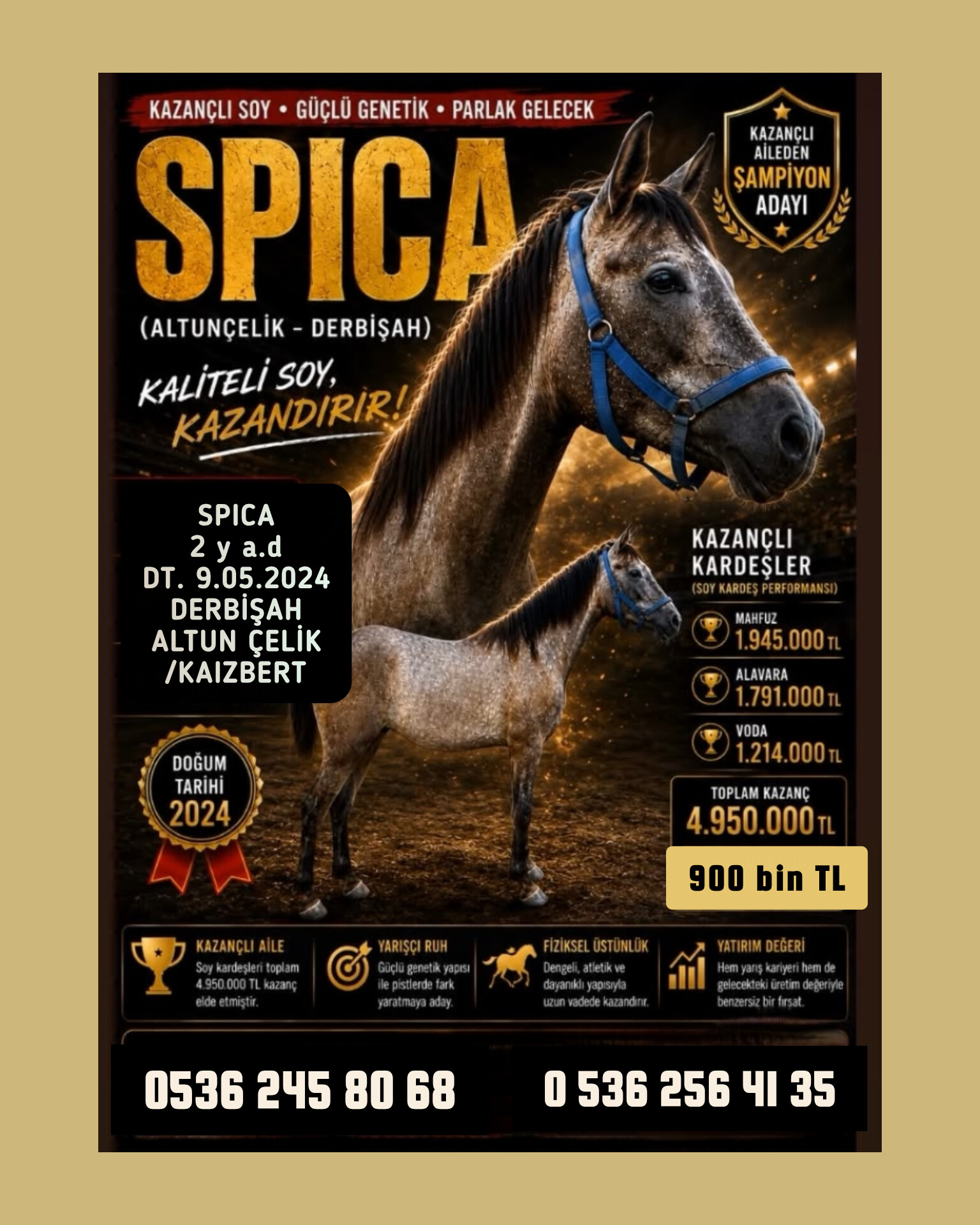 ŞAMPİYON ADAYI 2,5 yş . DERBİŞAH TAYI SPICA