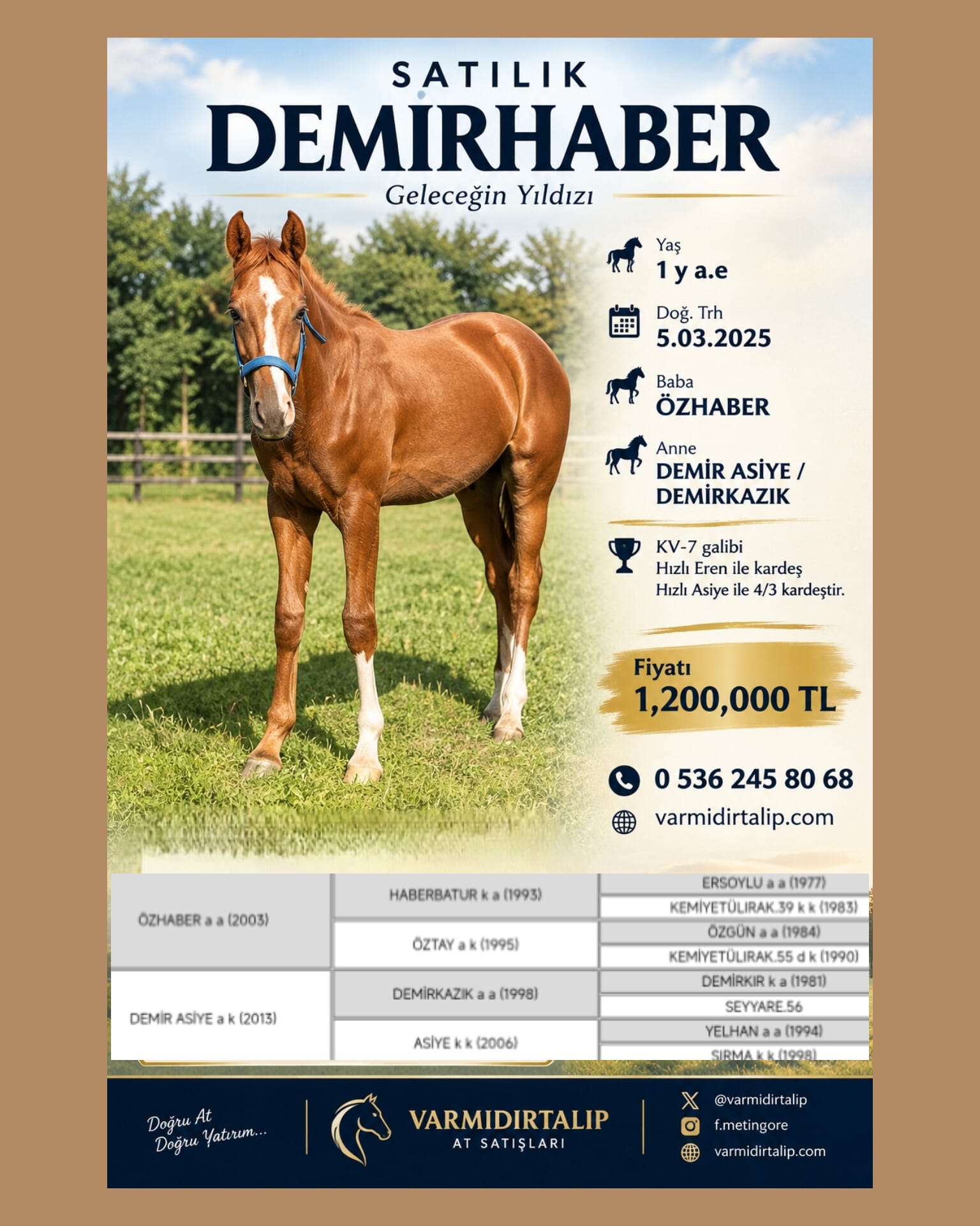 BABA:ÖZHABER,ANNE:DEMİR ASİYE, 1,5 yş Erkek  Tay DEMİRHABER