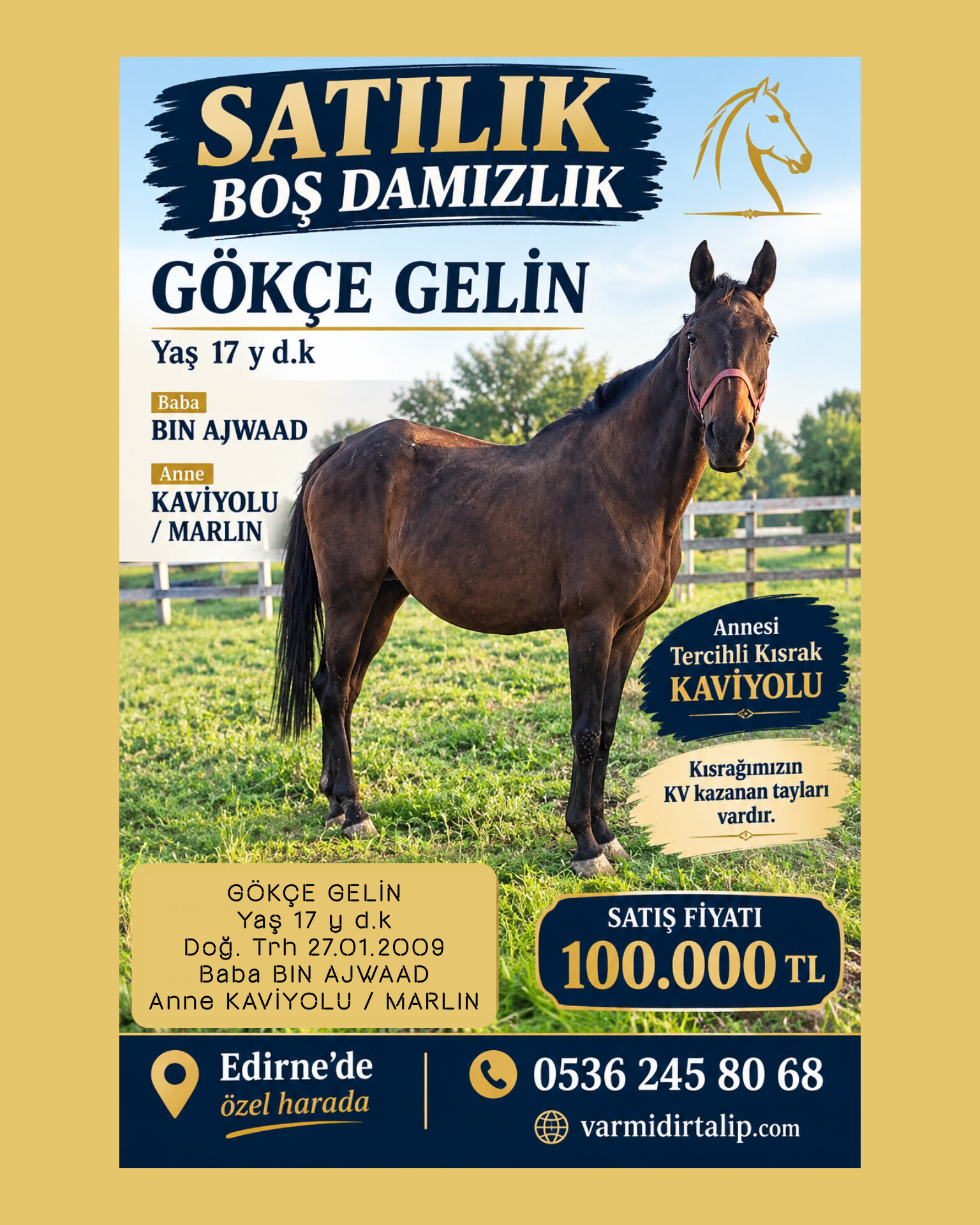 SATILIK BOŞ DAMIZLIK GÖKÇE GELİN (Annesi Tercihli Kısrak)