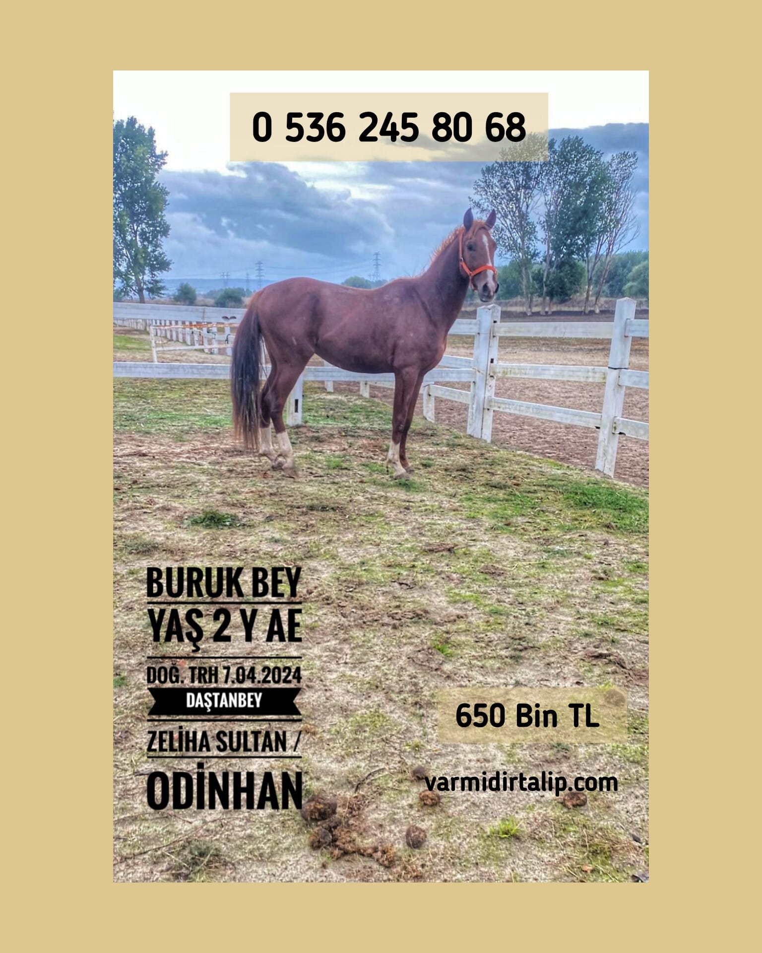Hipodroma inecek BURUKMERT ve DAŞTAN BEY  Arap Erkek taylar,Her biri 650 şer bin TL.