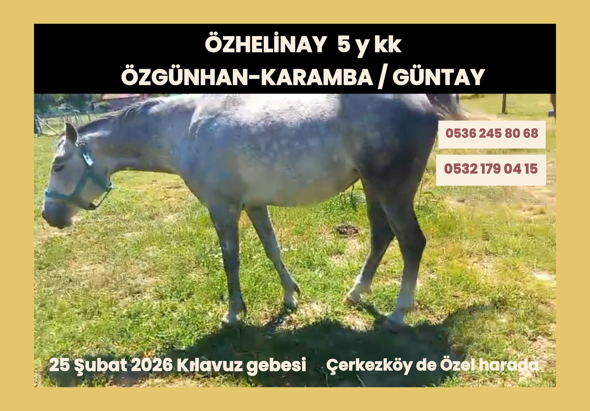 KILAVUZ GEBESİ KISRAK ÖZHELİNAY
