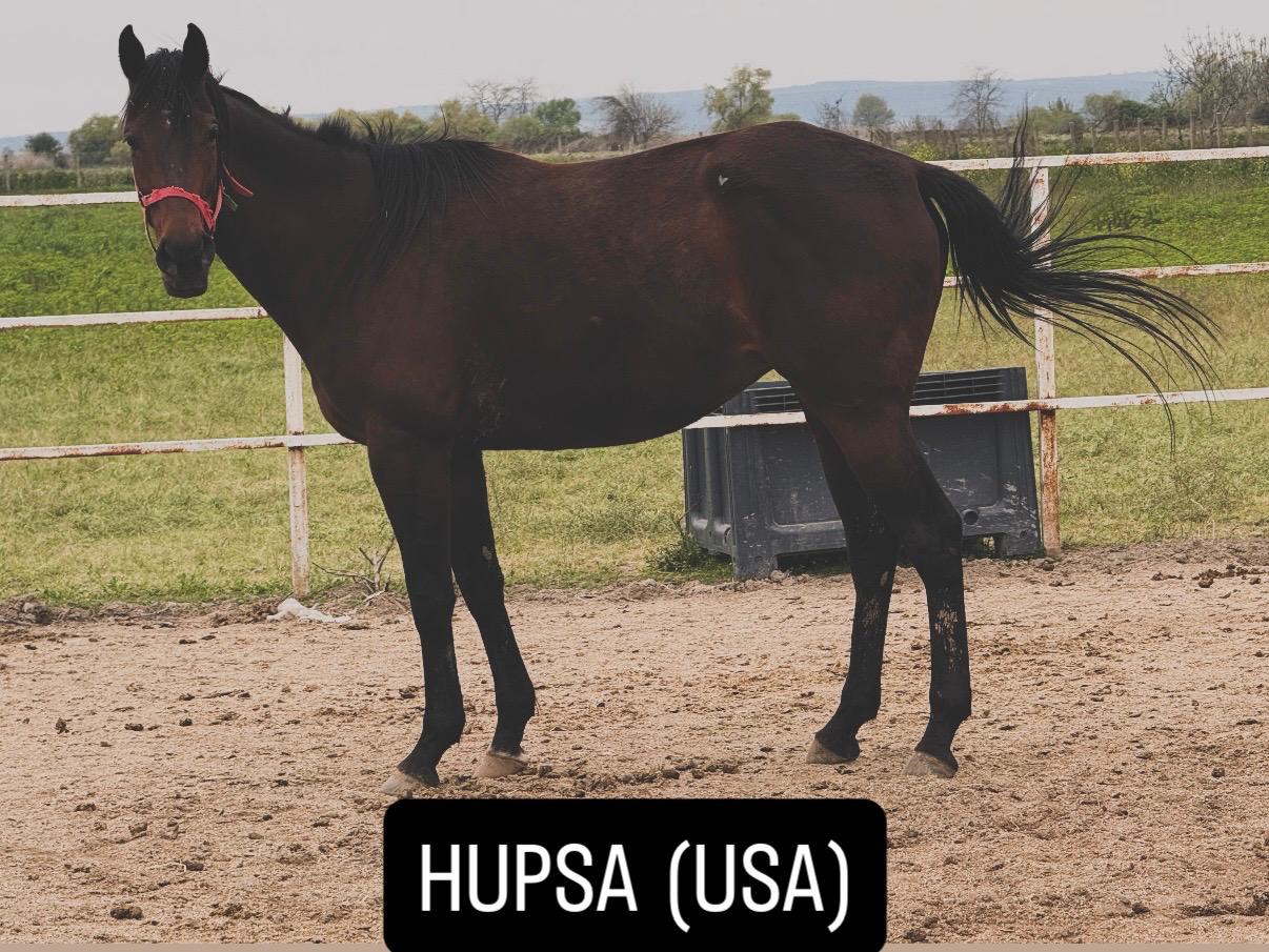 KUZEY KAFKASYALI GEBESİ İTHAL KISRAK HUPSA